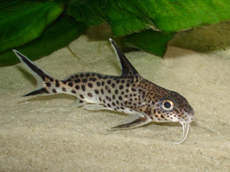 שפמנון אקווריום סינודונטיס פוליפקטינוס