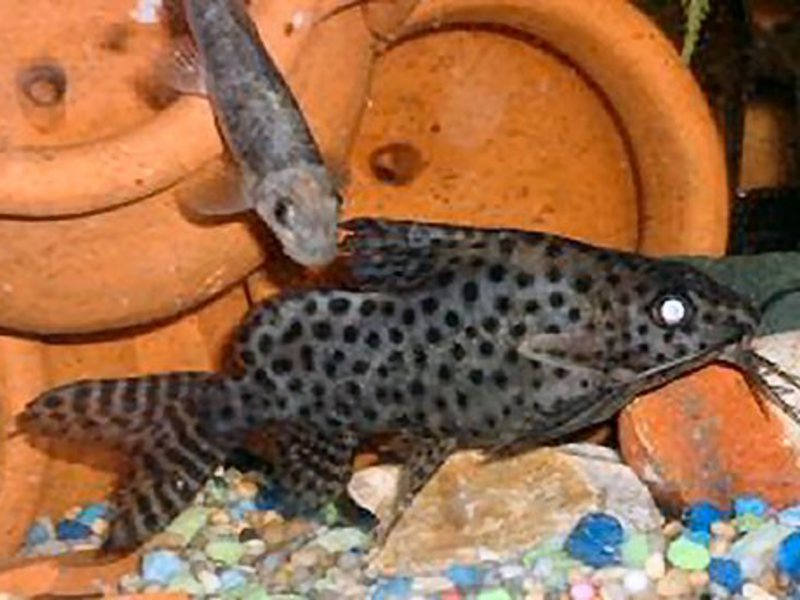 שפמנון אקווריום סינודונטיס שפמנון