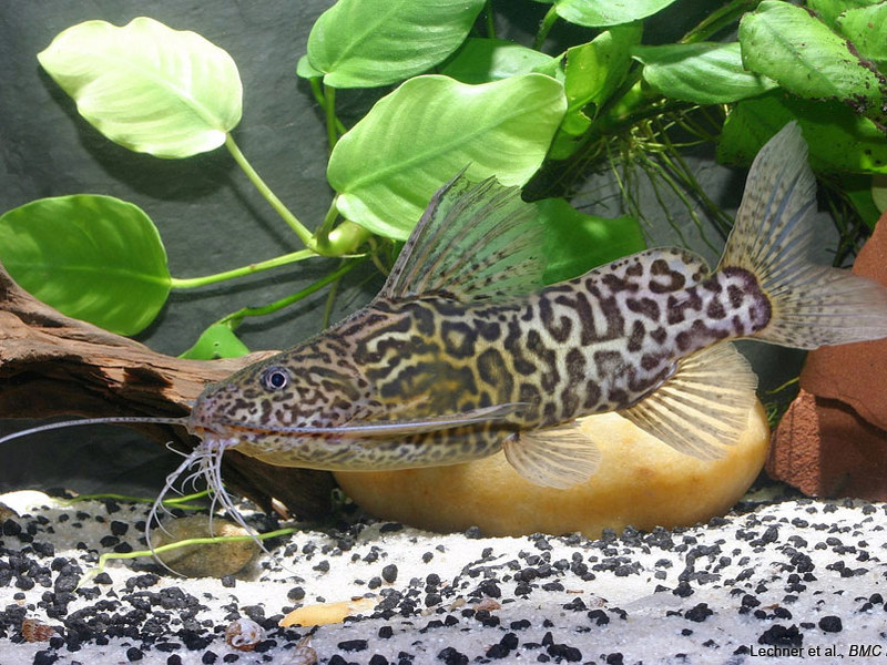 סינודונטיס flagellus או שפמנון דגל האכלת שפמנון