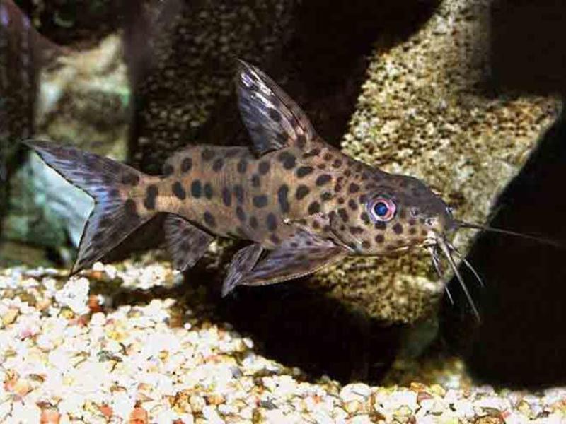 האכלת שפמנון דגל שפמנון