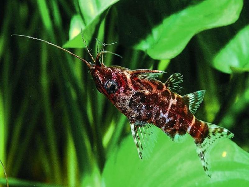 איך לגדל שפמנונים באקווריום דג שפמנון אקווריום סינודונטיס