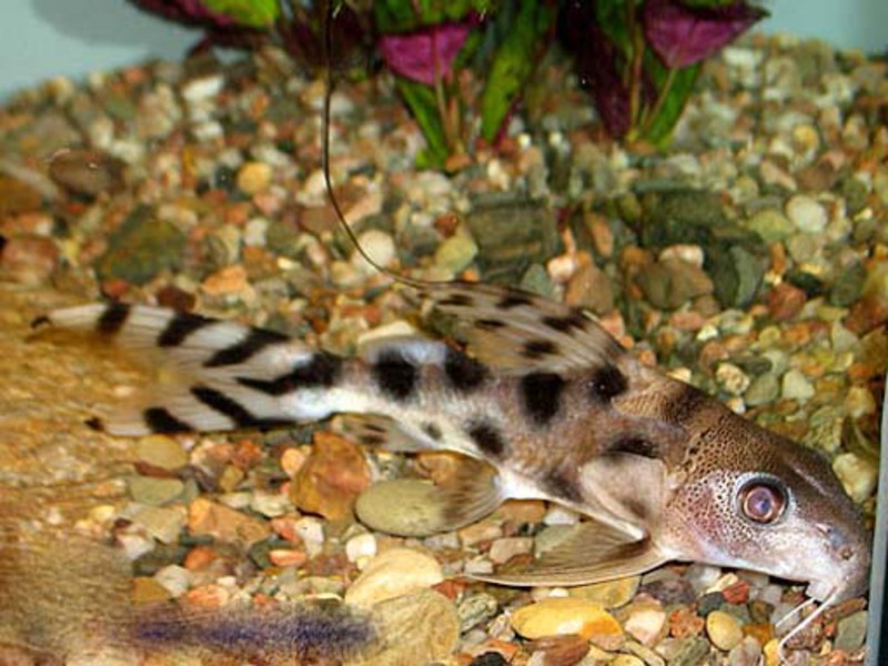 שפמנון באקווריום שפמנון באקווריום