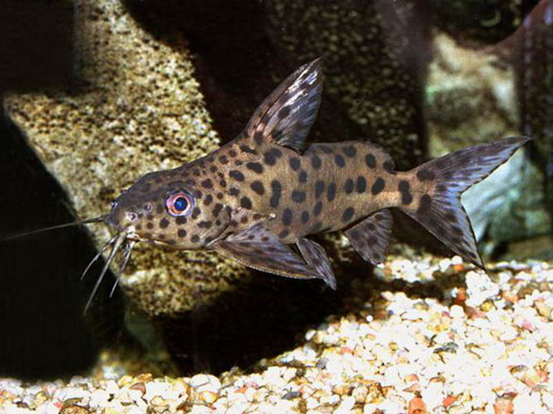 שפמנון רב-כתמי שפמנון רב-כתמי