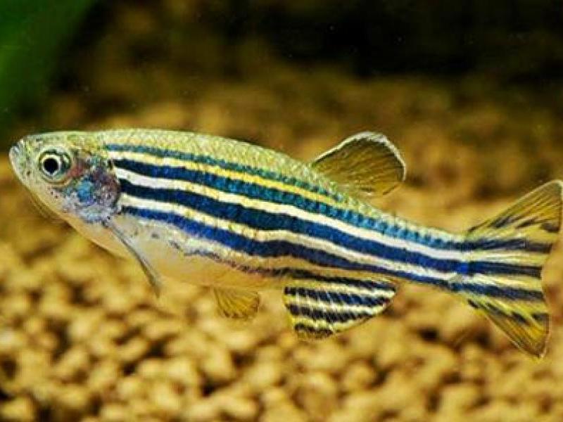 ברכידניו רריו דג אקווריום: דניו רריו