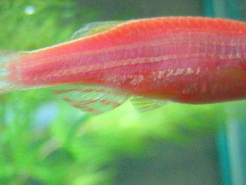 איך לגדל דגי אקווריום מוזרויות של גידול דגים