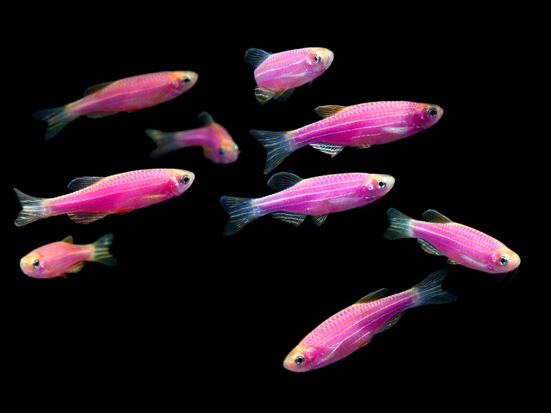 מראה דג הזברה דג אקווריום דניו ררי