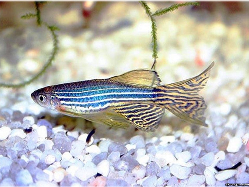 תיאור של דג הזברה האכלת דניו רריו