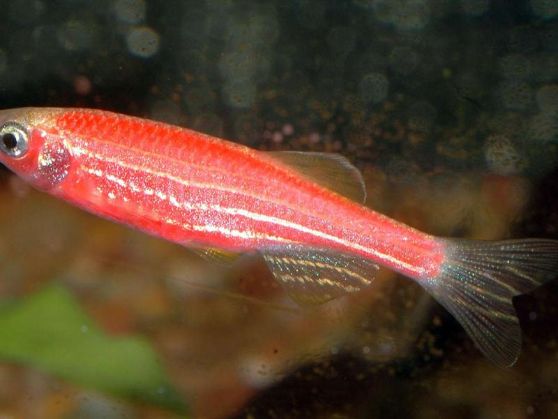 איך נראה דג זברה? מראה דג הזברה