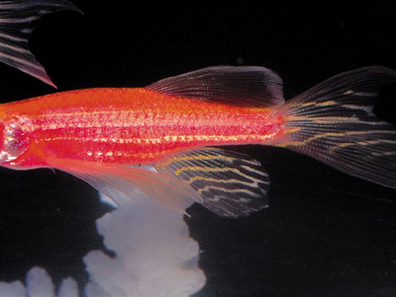 איך להאכיל דגי רריו דניים האכלת דג הזברה