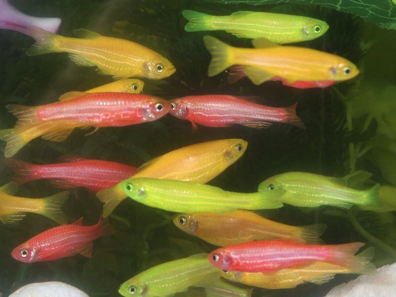 תכונות של טיפול בדגים טיפול בדגים