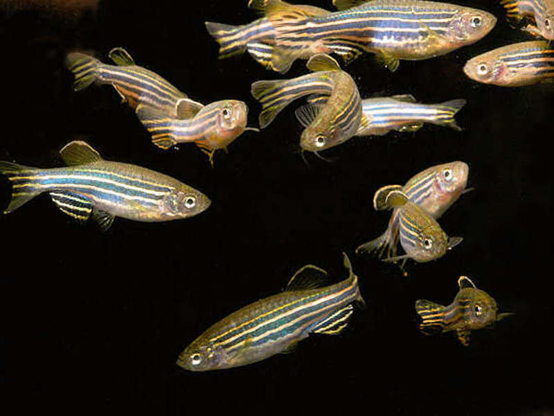 דניו רריו איך לשמור על דגים