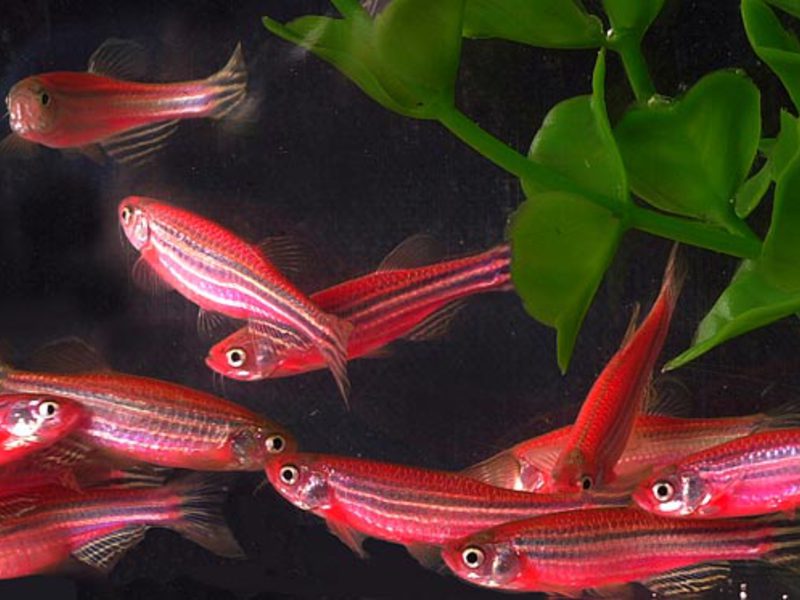 ברכידניו רריו מאפיינים וזנים של דניו רריו