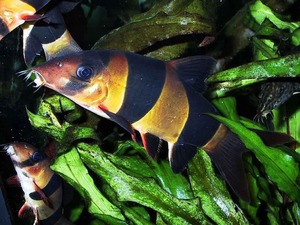 משפחת הדגים הבוטיה, ונציגם המרשים, הבוטיה הליצן