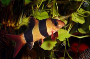 דגי אקווריום בוטיה