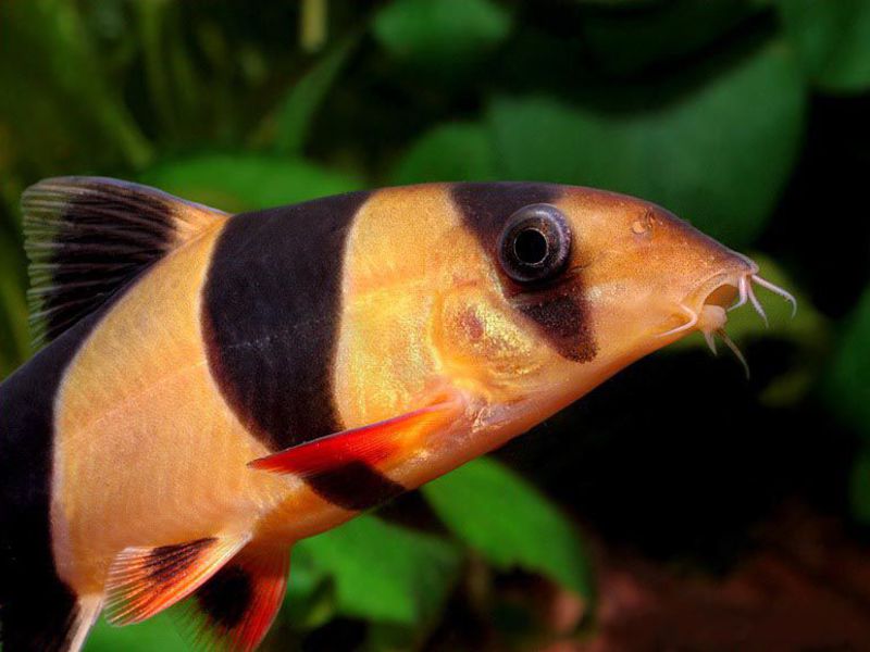 איך לגדל דגי בוטיה