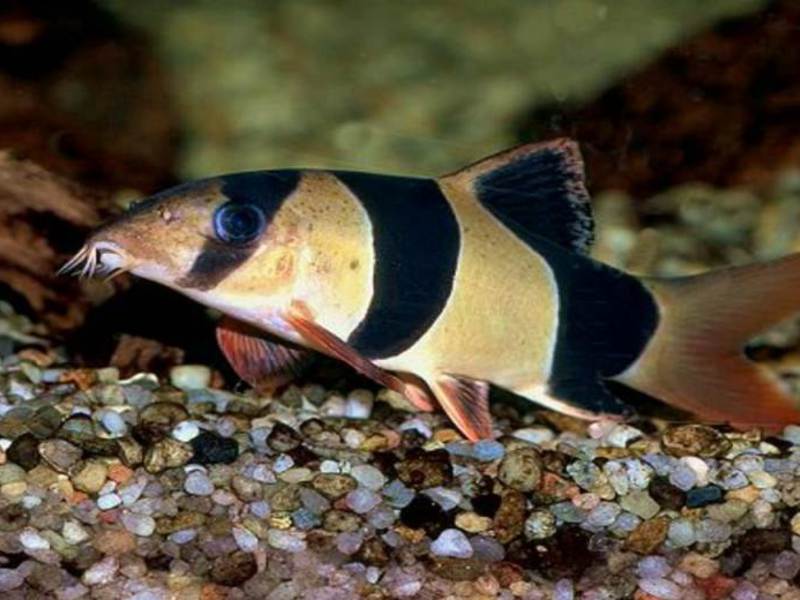 איך לגדל בוטיה