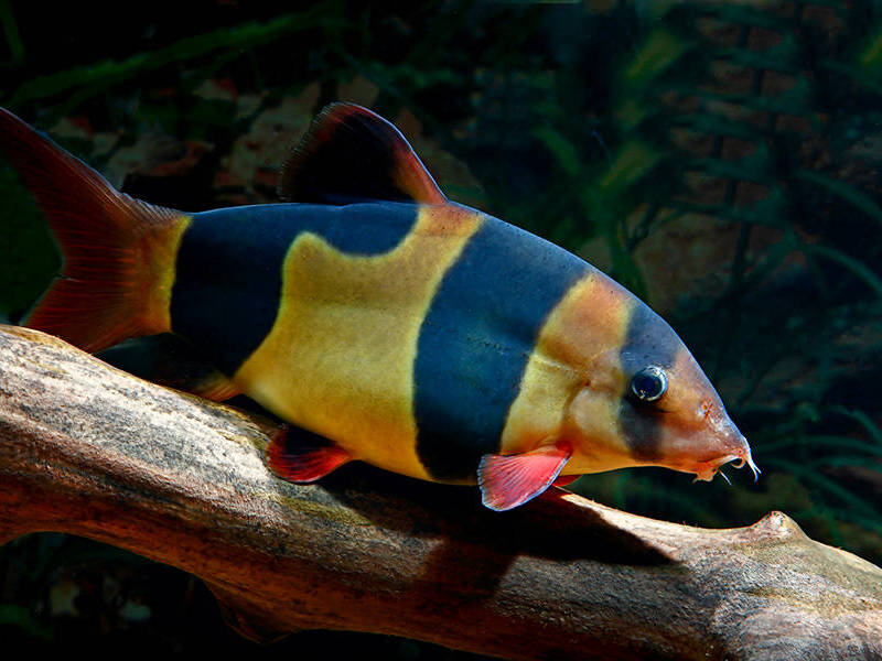 איך לגדל בוטיה