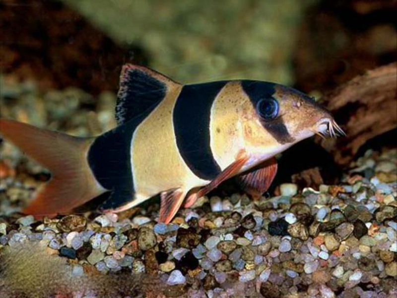 תיאור של דג בוטיה