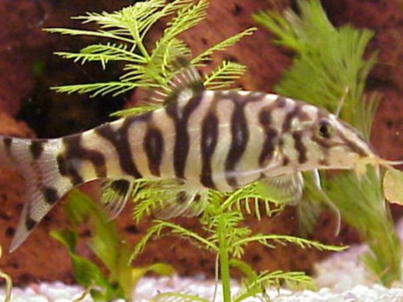 איך להאכיל דגי בוטיה