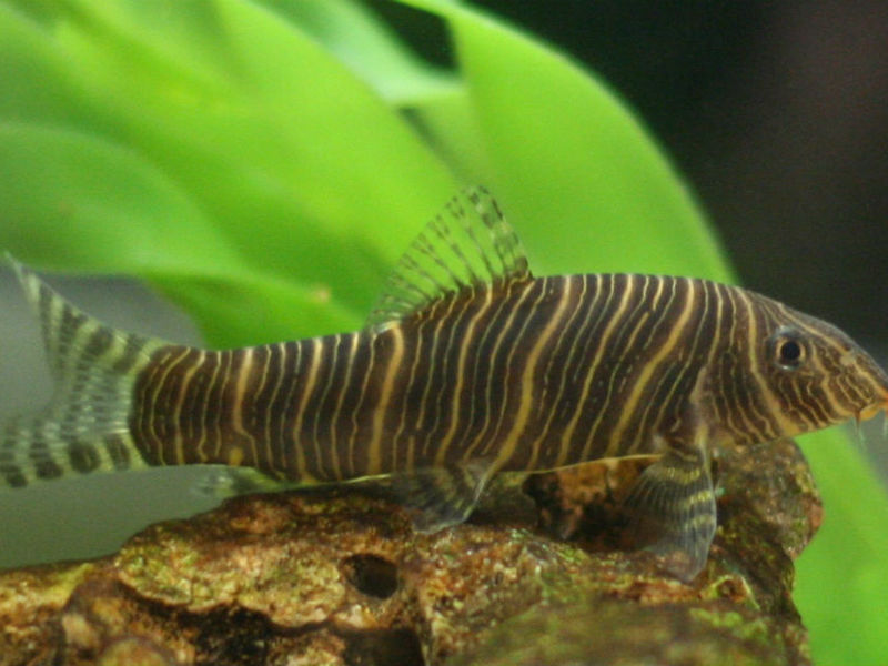 דגי אקווריום בוטיה