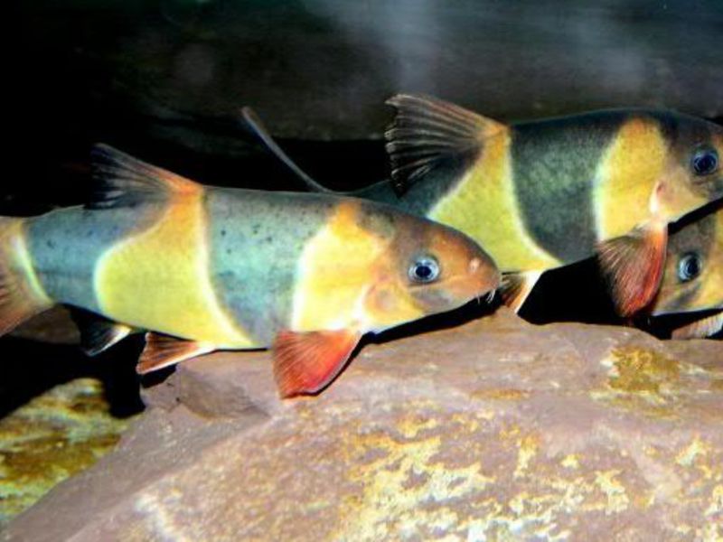 גידול דגי בוטיה