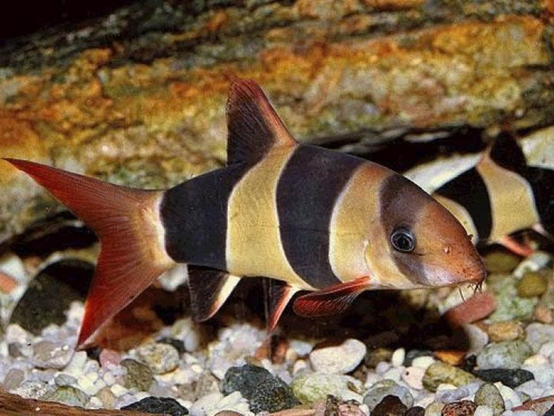 איך נראית בוטיה?