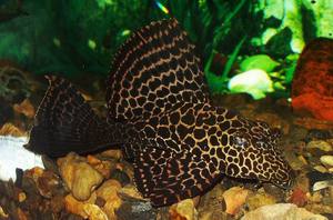 תיאור של שפמנון מפונק