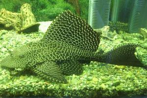 תוכן של שפמנון מקולקל כללים לטיפול בשפמנון מקולקל