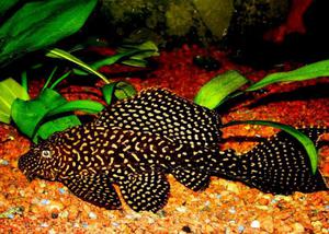 רבייה של שפמנון גידול שפמנון מפונק