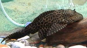 תוכן של שפמנון מקולקל