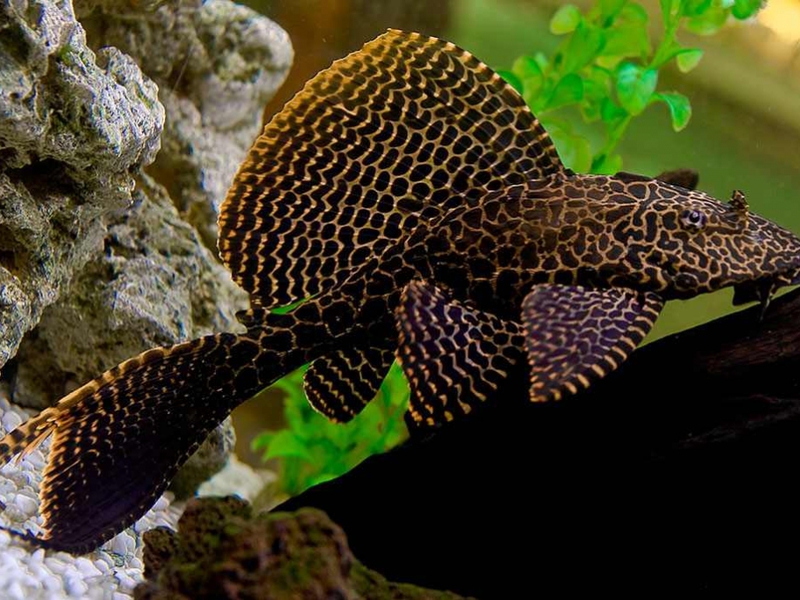 ברוקד גליפטופריכטיס איך נראה שפמנון מפונק?