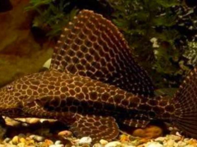 שפמנון אקווריום ברוקד שפמנון אקווריום