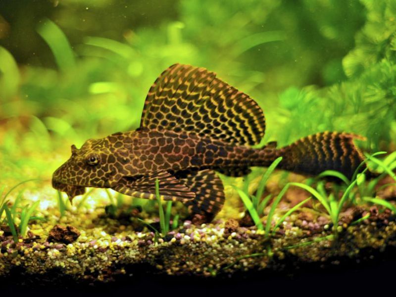 ברוקד גליפטופריכטיס שפמנון קשקשי באקווריום