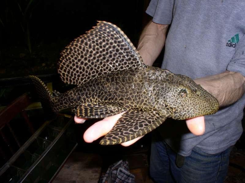 איך להאכיל שפמנון מקולקל האכלת שפמנון מקולקל