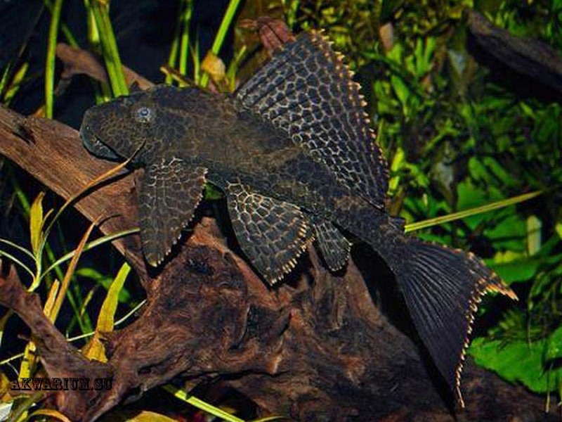 תיאור של שפמנון ברוקד שפמנון פטריגופלכט