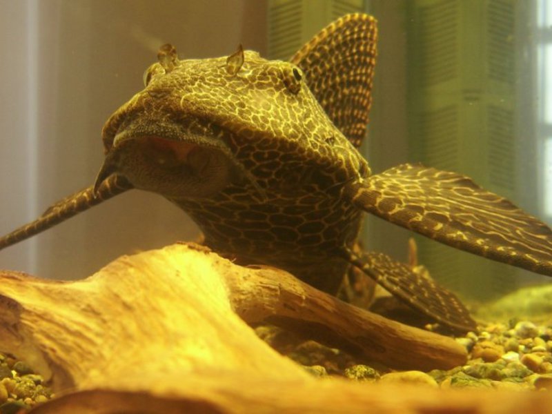 שפמנון אקווריום ברוקד שפמנון ברוקד באקווריום ביתי