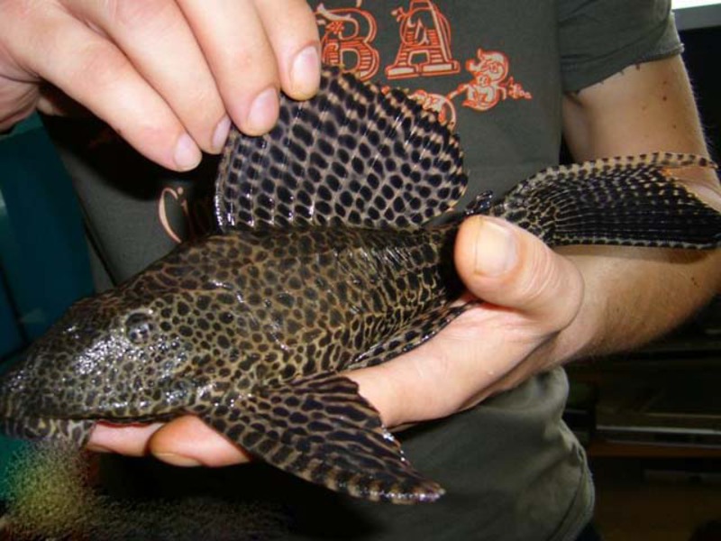 ברוקד גליפטופריכטיס מה להאכיל שפמנון מקולקל