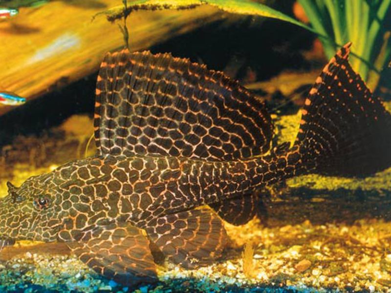 למה שפמנון ברוקד לא מתרבה באקווריומים ביתיים? ברוקד Pterygoplichthys