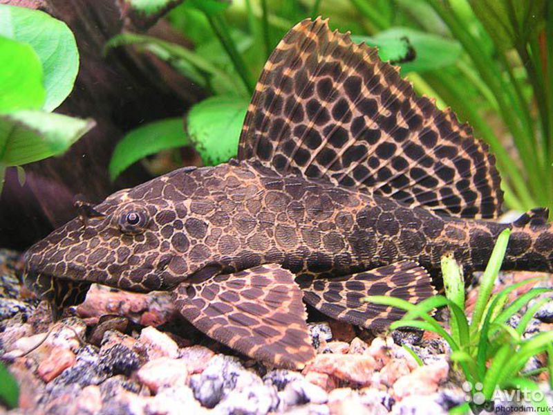 פטריגופליכטיס ברוקד שפמנון אקווריום