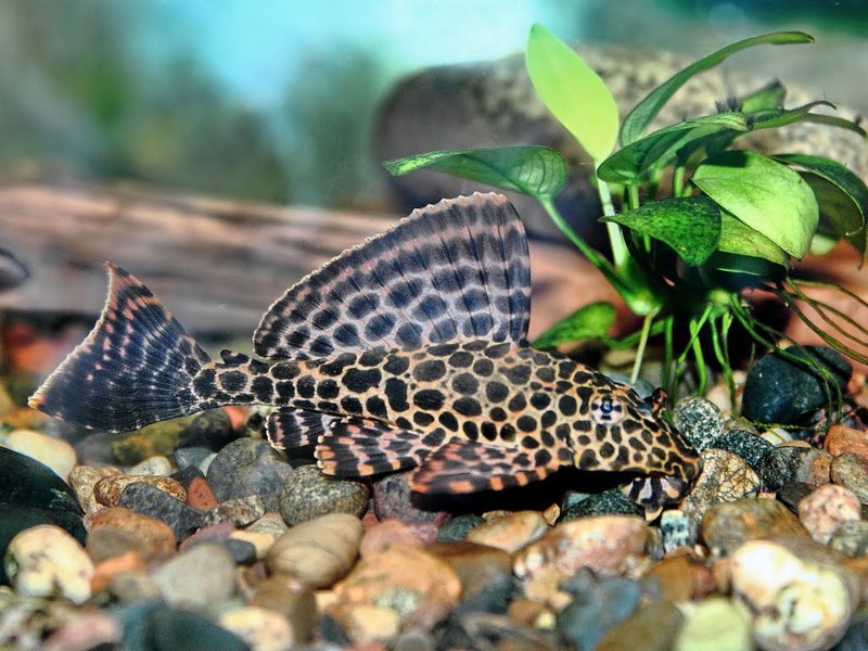 איך לגדל שפמנונים כללים לטיפול בשפמנון