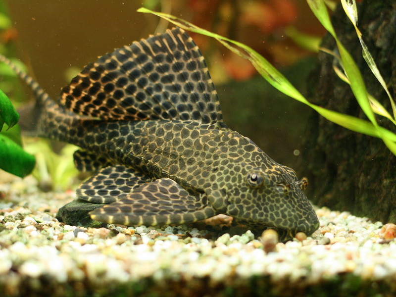 שפמנון פגום באקווריום איך נראה שפמנון מפונק?