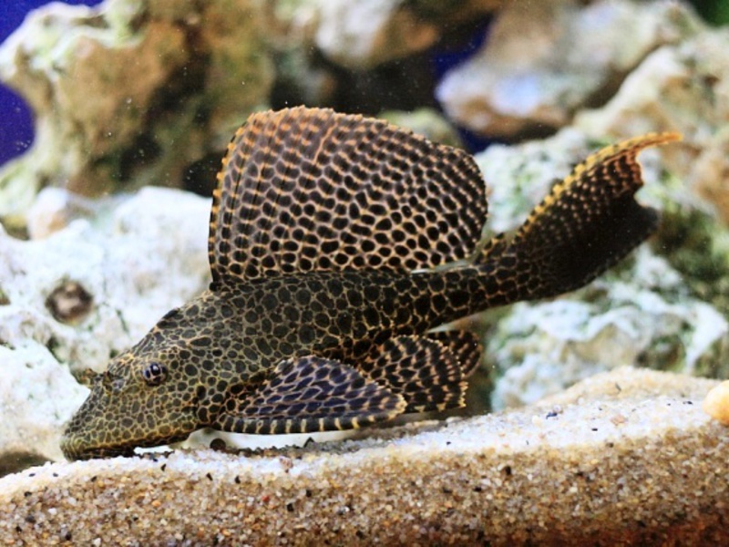 למה שפמנון ברוקד לא מתרבה באקווריומים ביתיים? גידול שפמנונים