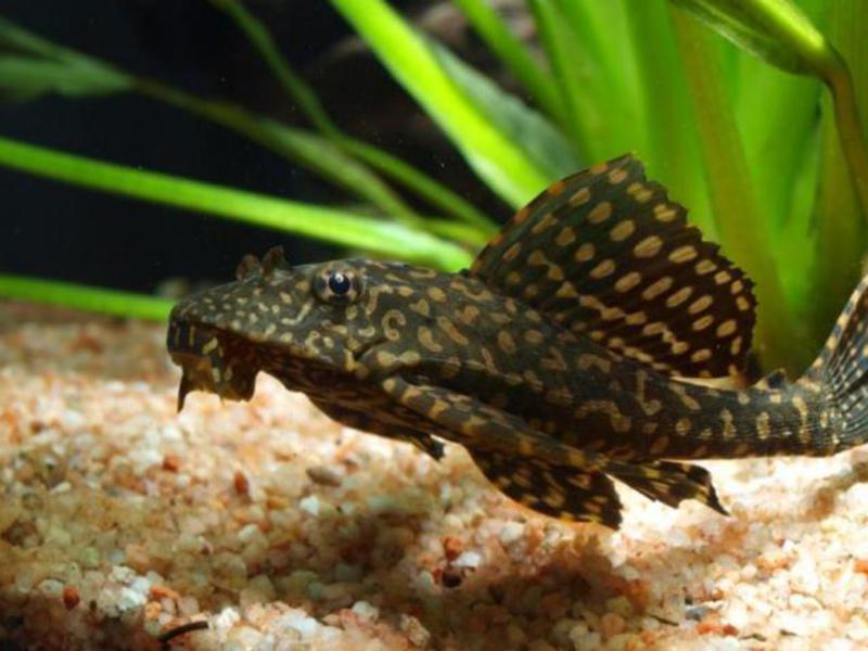 פטריגופליכטיס ברוקד שפמנון ברוקד