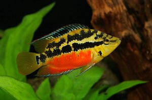 דגי אקווריום דג אקווריום ציכלסומה סלוויני