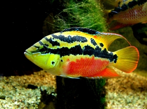 תיאור של דג הציקלידים