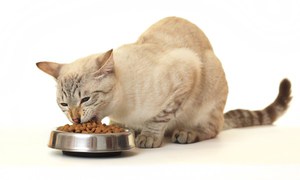 מהן התכונות של מזון פרופלן? יתרונות וחסרונות של מזון לחתולים פרופלן