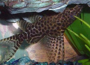 שפמנון הפוך איך לגדל שפמנונים