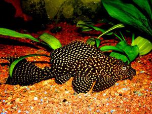 שפמנון ברוקד שמות של שפמנונים