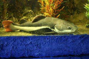 ראש שטוח או פרקטוצפלוס מה אוכלים שפמנונים?