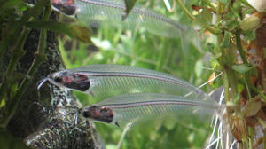 שפמנון זכוכית שפמנון באקווריום